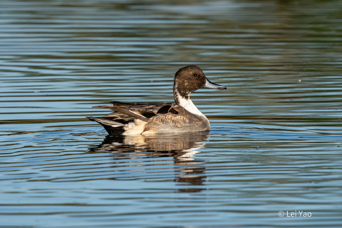 Northern Pintail - ML644689252