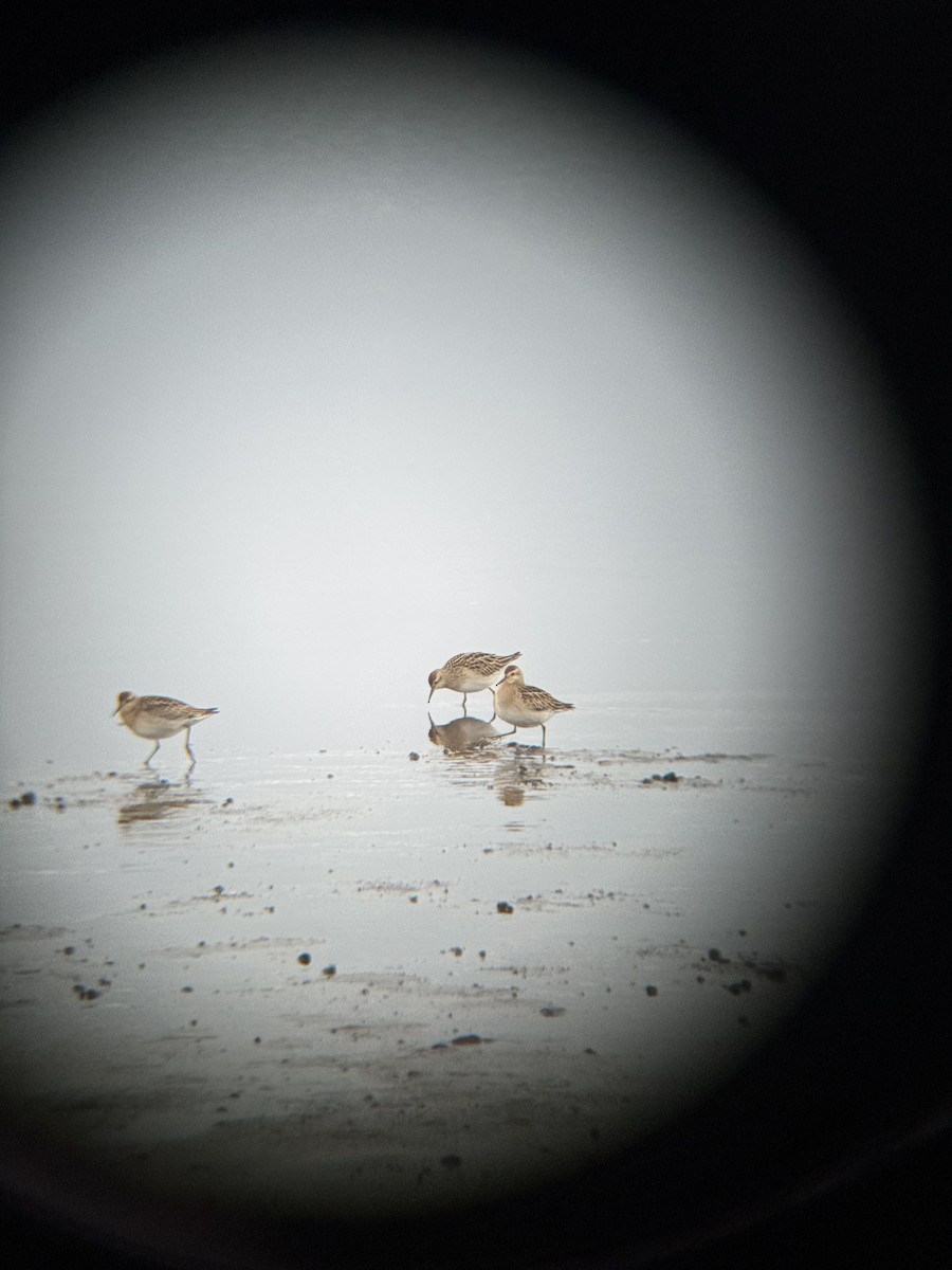 Sharp-tailed Sandpiper - ML644689253