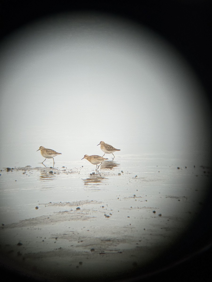 Sharp-tailed Sandpiper - ML644689254