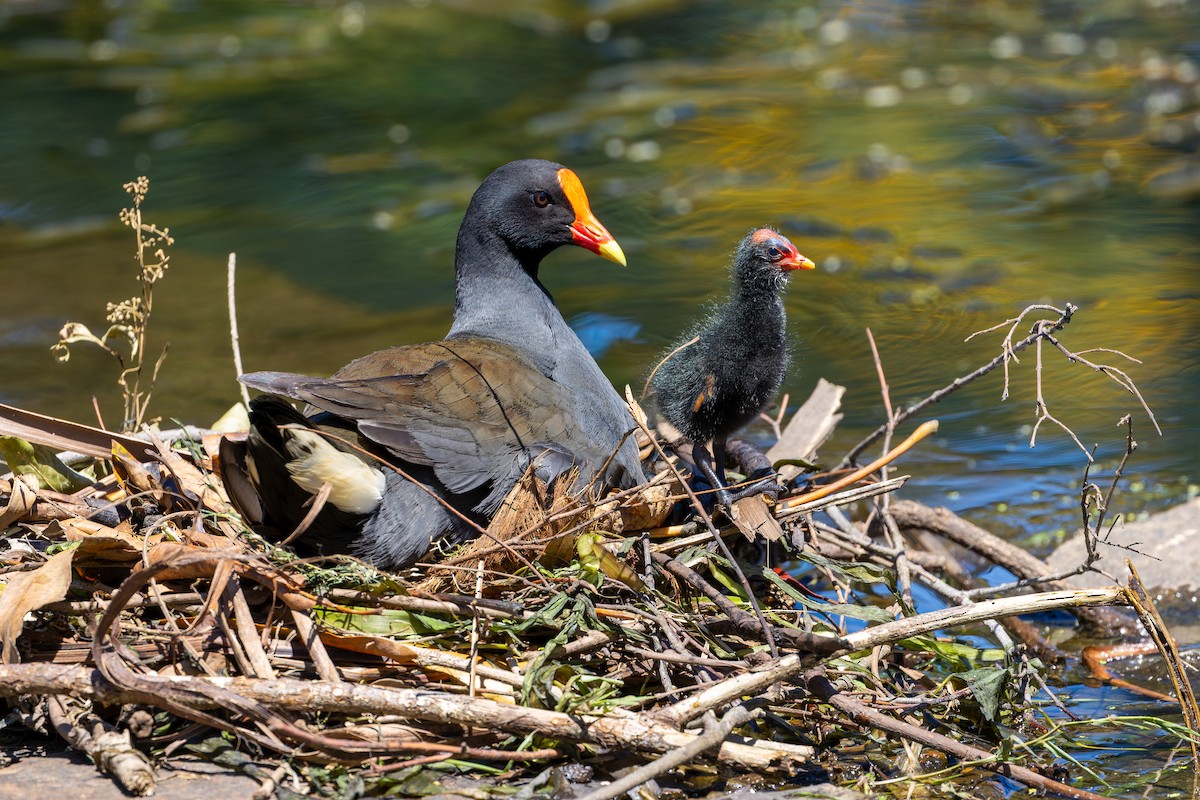 Dusky Moorhen - ML644689255