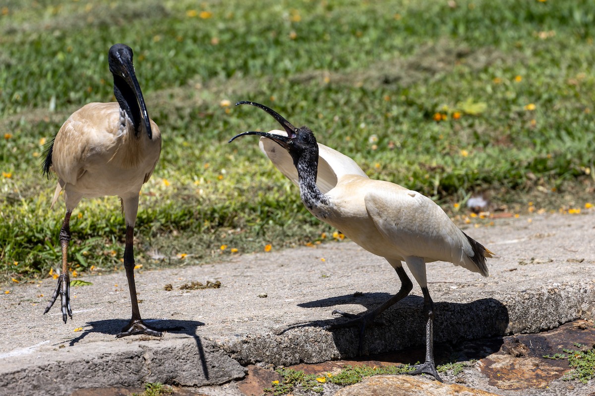 Australian Ibis - ML644689258