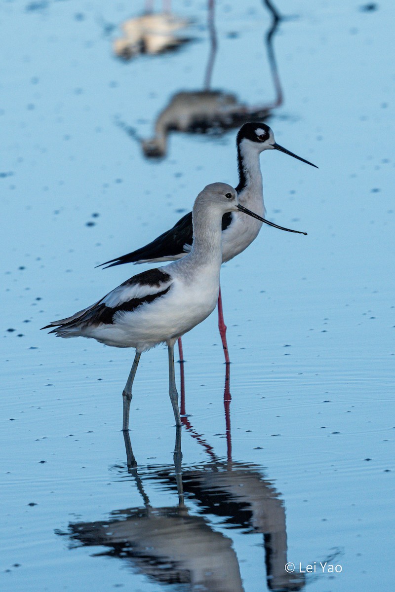 American Avocet - ML644689259
