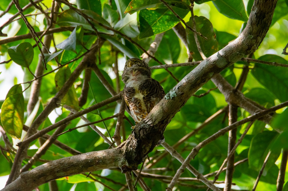 Collared Owlet - ML644689260