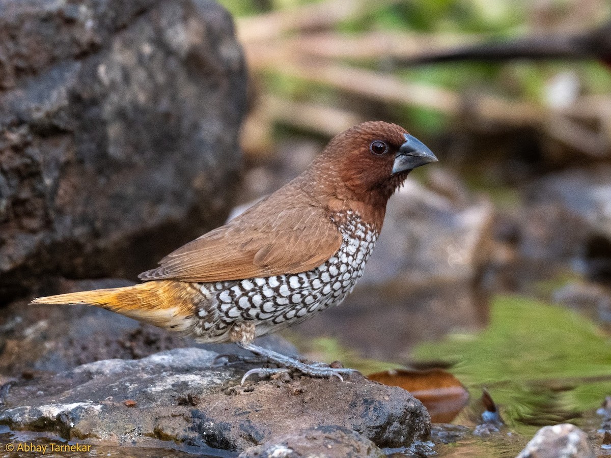 Scaly-breasted Munia - ML644689261