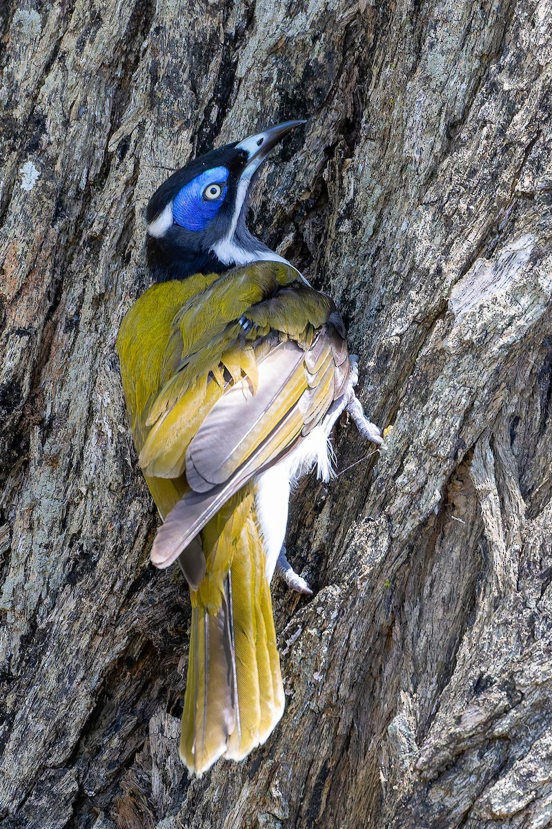 Blue-faced Honeyeater (Blue-faced) - ML644689262