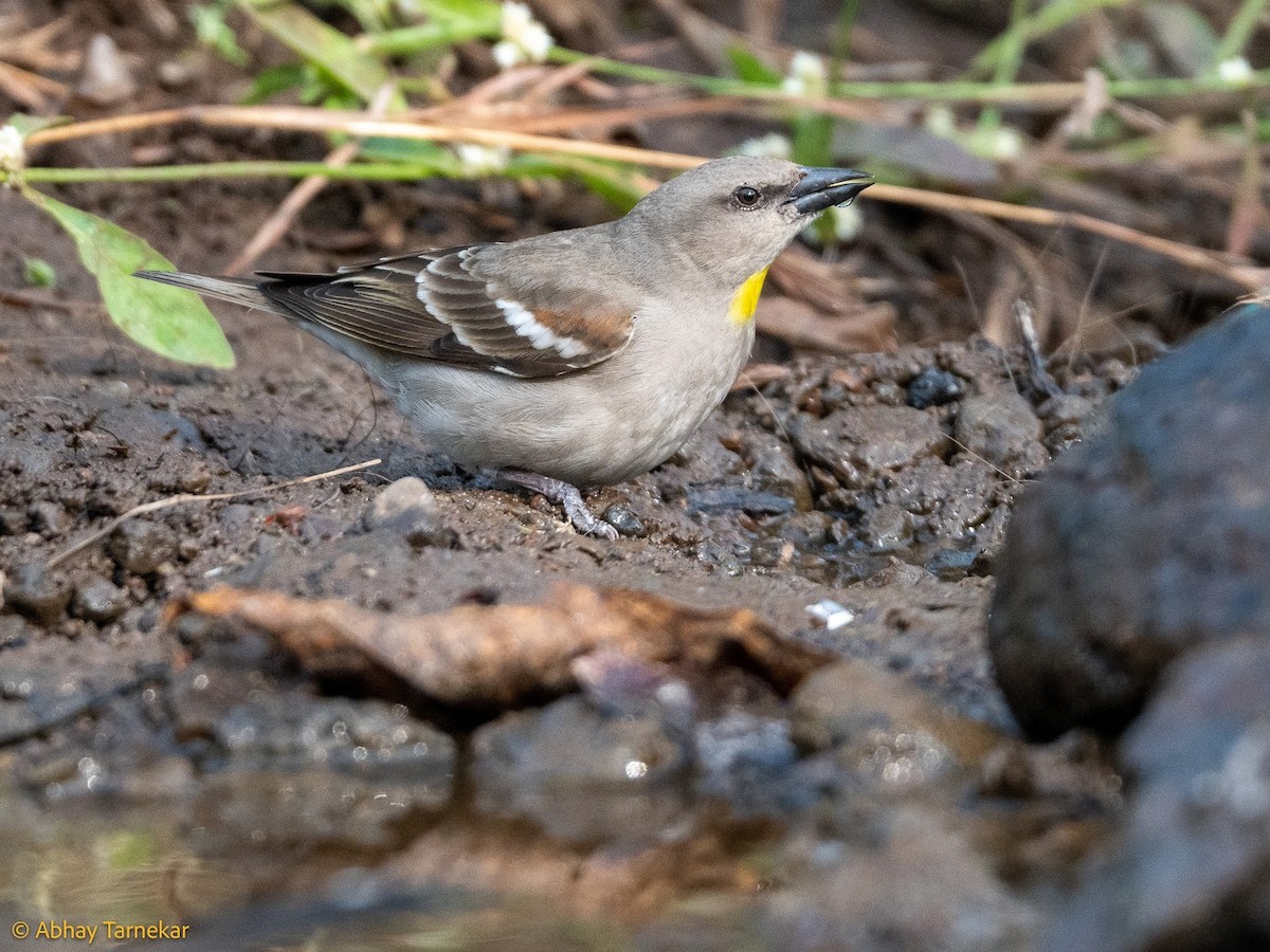 Yellow-throated Sparrow - ML644689263