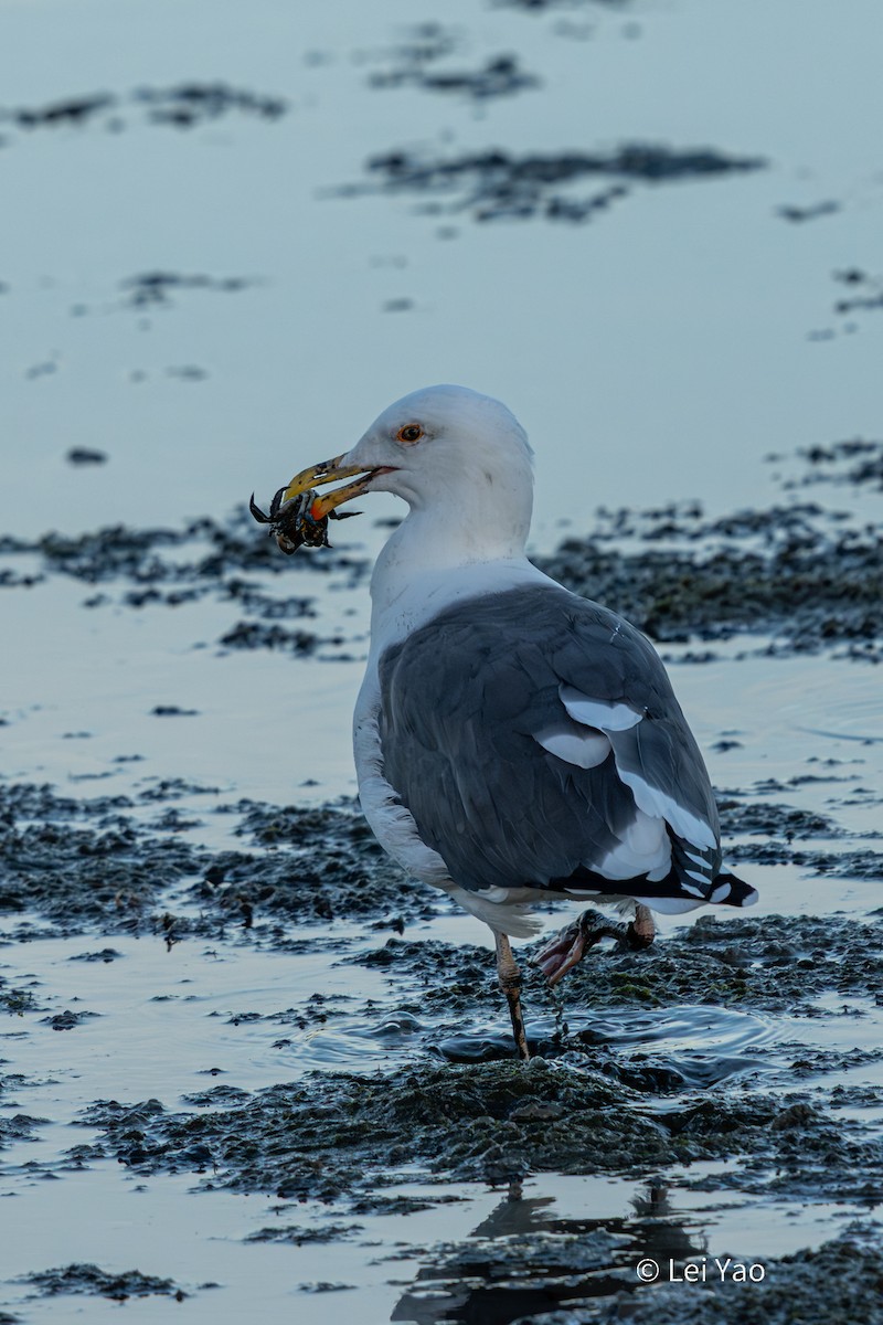Western Gull - ML644689264