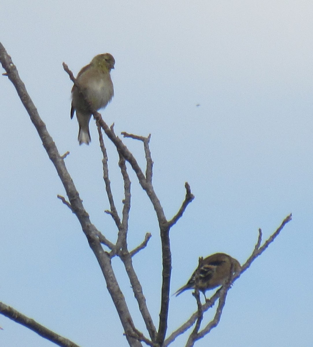 American Goldfinch - ML644689266