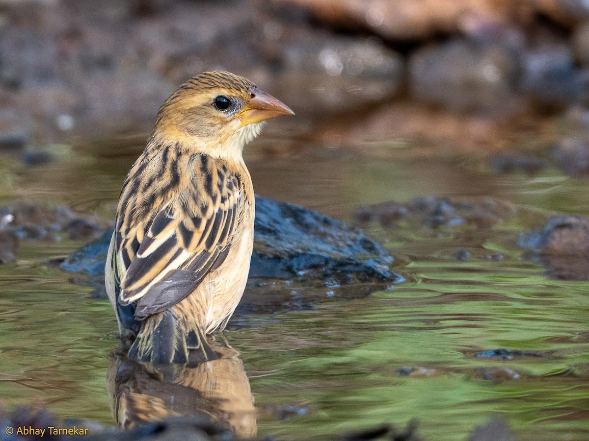 Baya Weaver - ML644689267