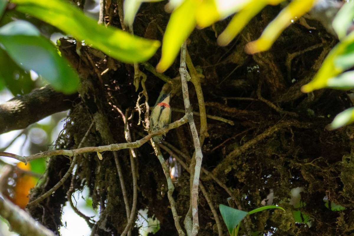 Fire-breasted Flowerpecker - ML644689270