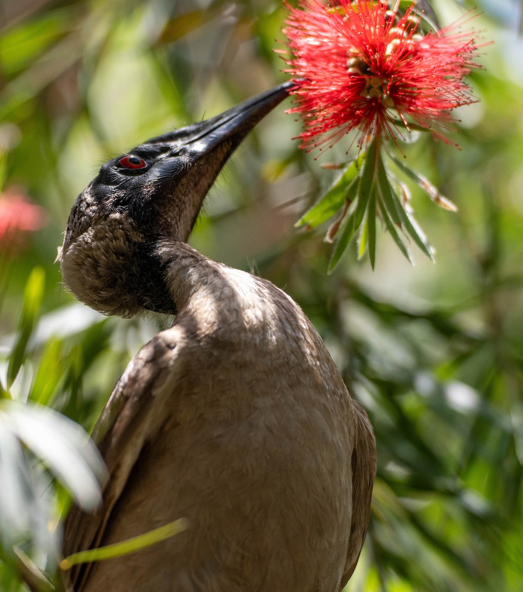 Helmeted Friarbird - ML644689271