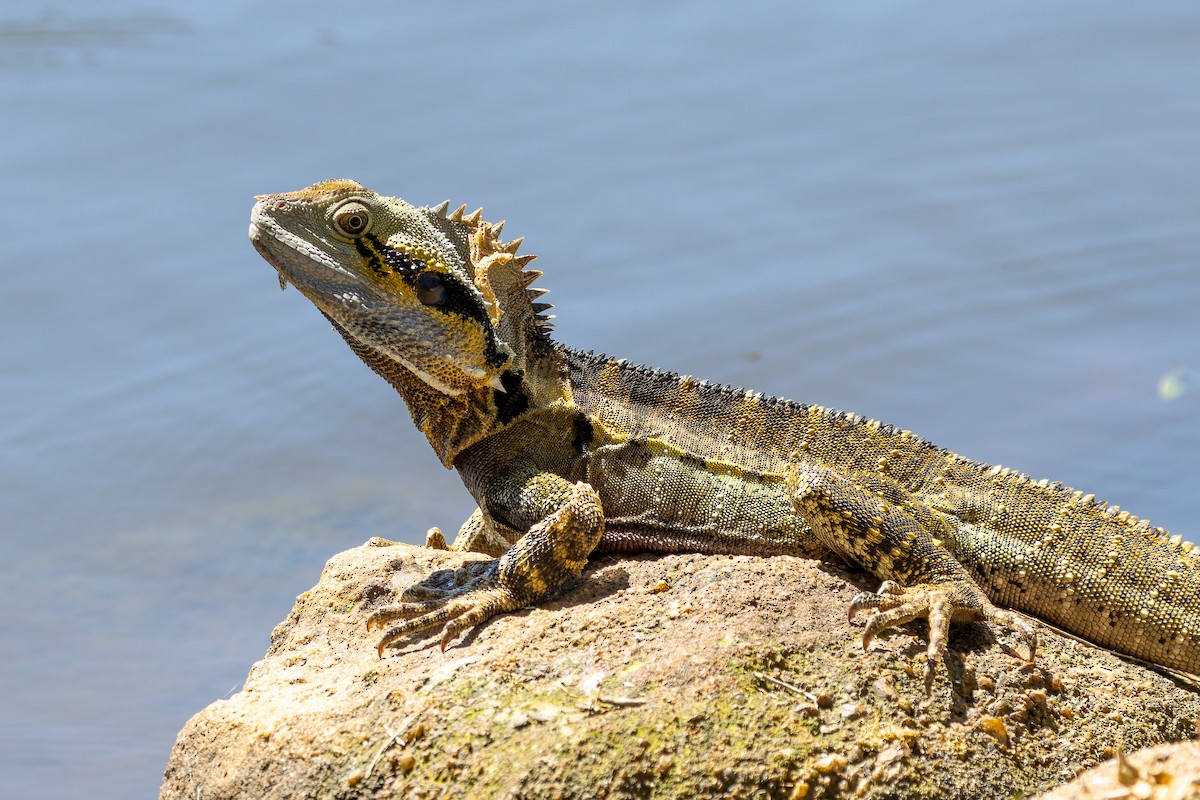 Australian Water Dragon - ML644689272