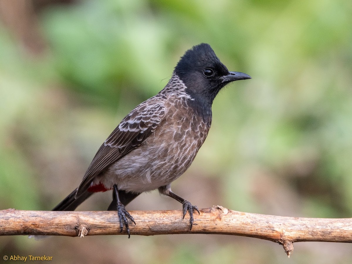 Red-vented Bulbul - ML644689273