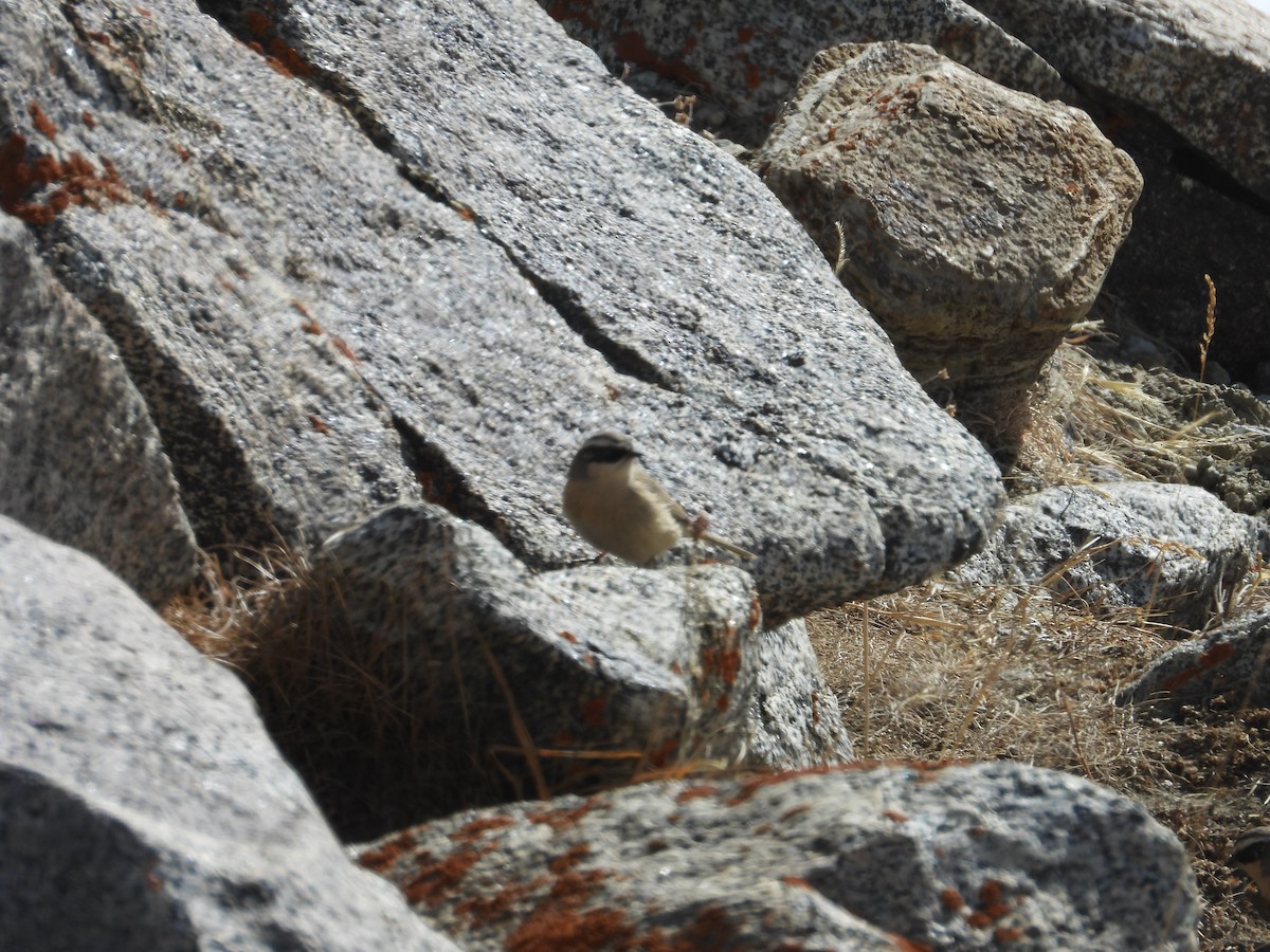Brown Accentor - ML644689274