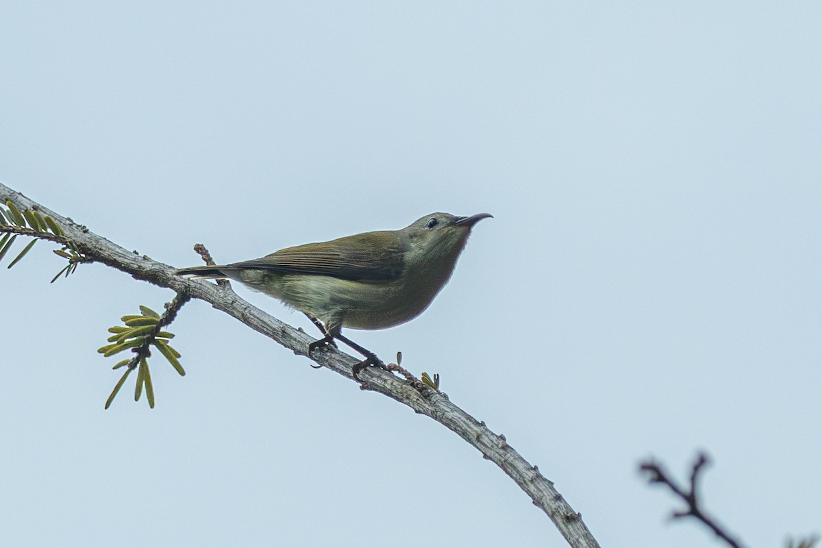 purpurkronesolfugl - ML644689278