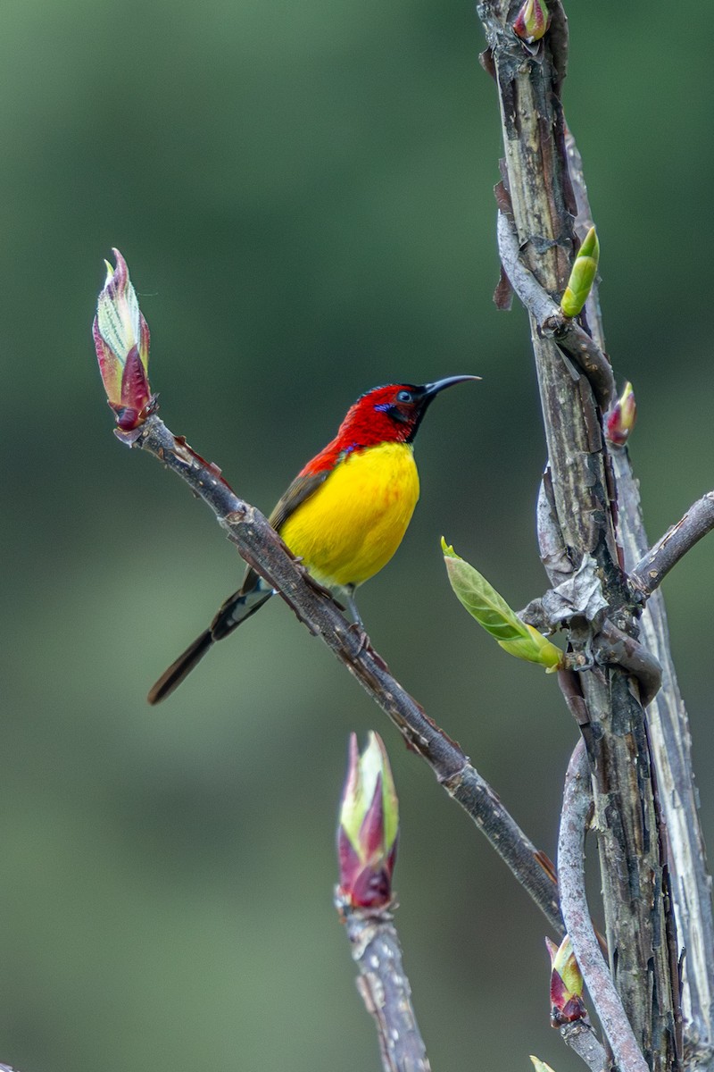 purpurkronesolfugl - ML644689280