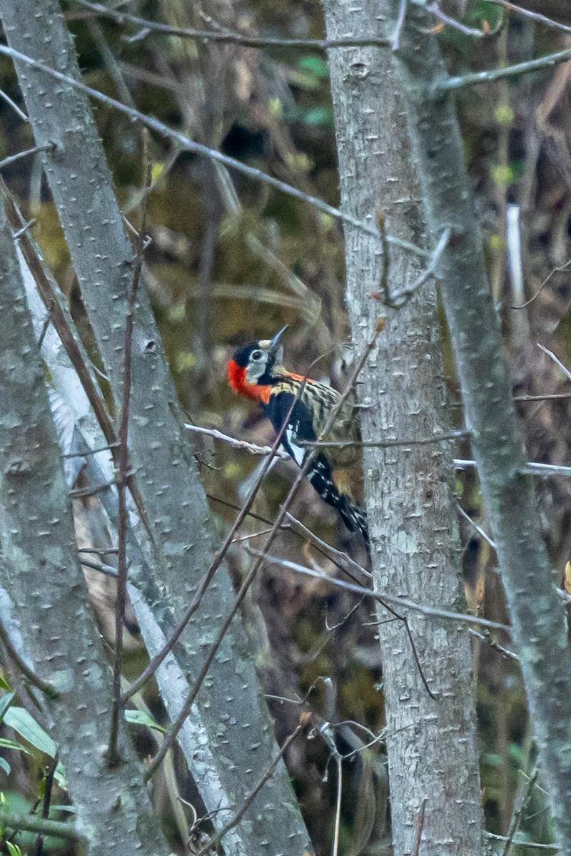 karminbrystspett - ML644689281