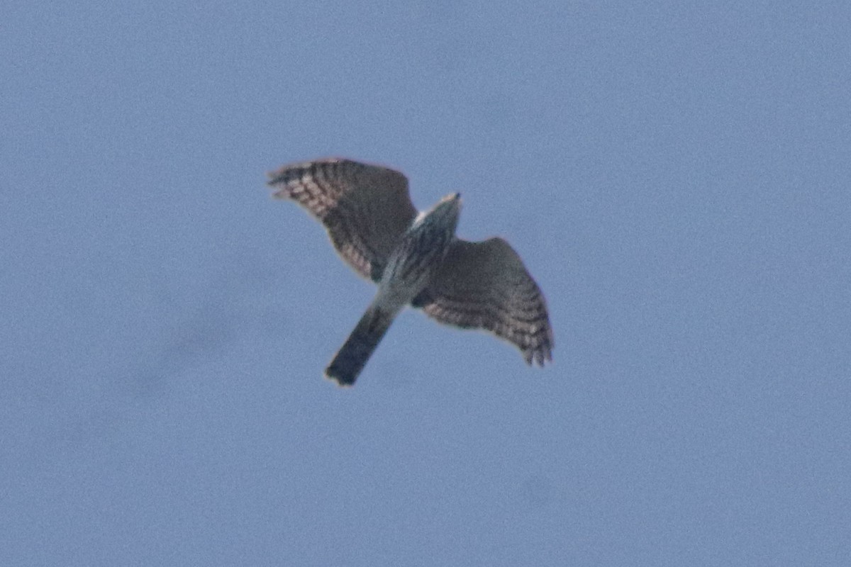 shikrahauk - ML644689282