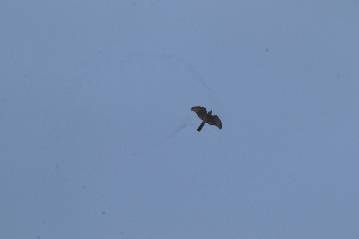 褐耳鷹 - ML644689284