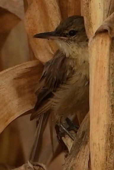 stentorsanger - ML644689286