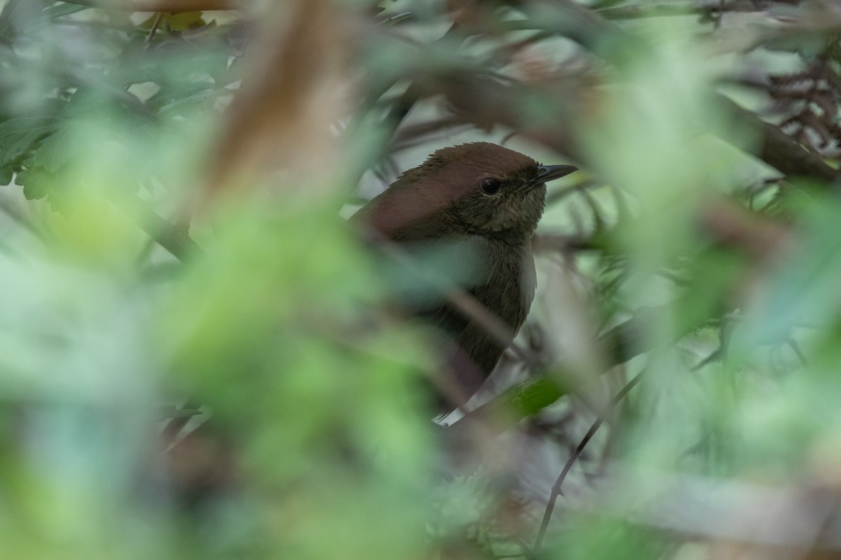 smettesanger - ML644689287