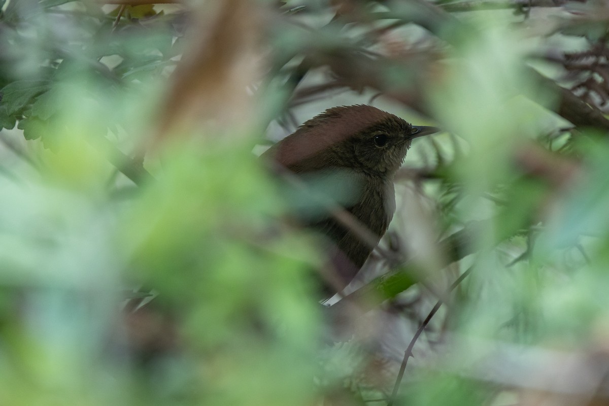 smettesanger - ML644689288