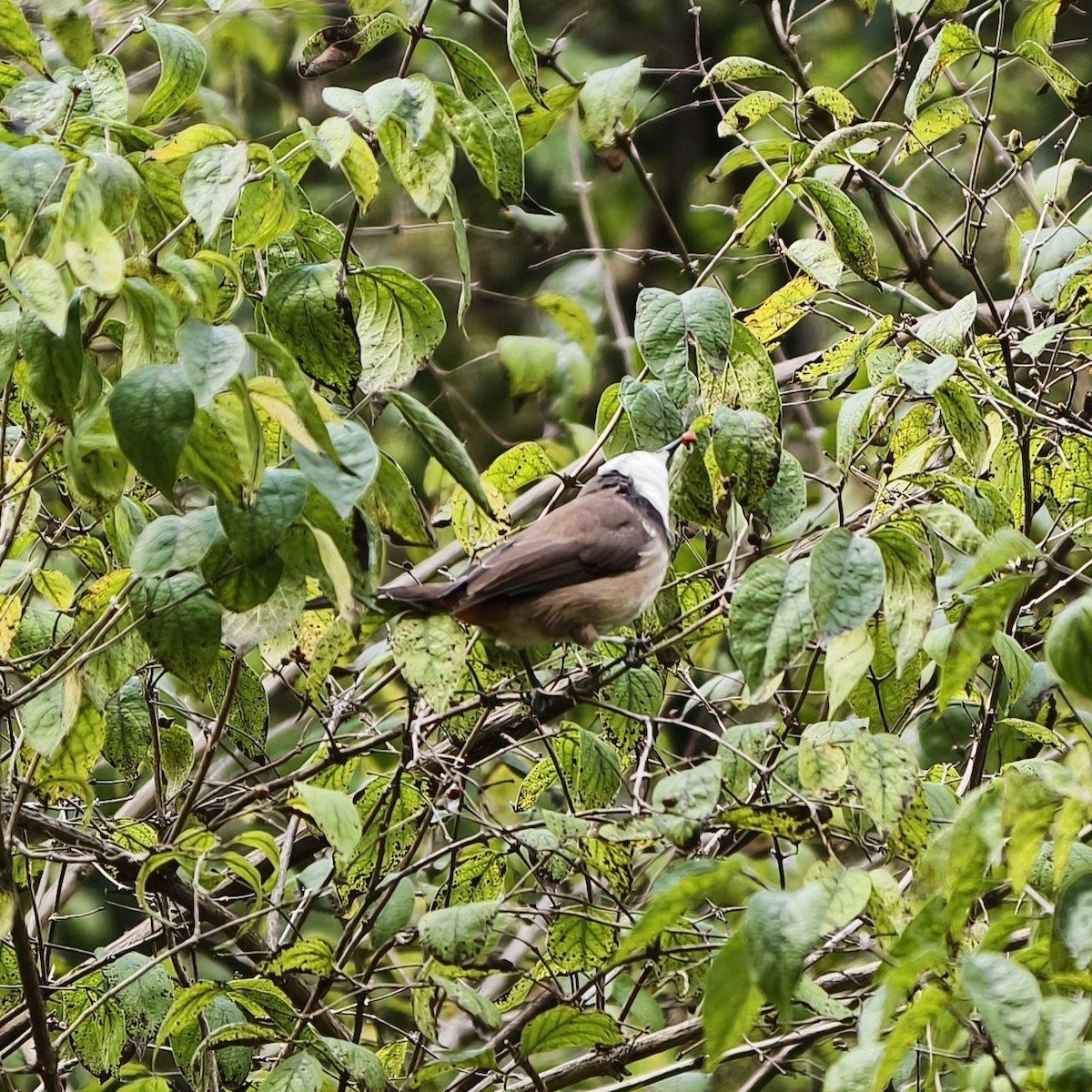 rødørebylbyl - ML644689290