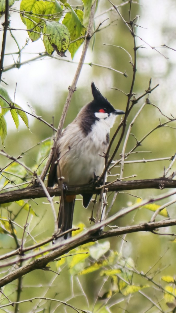 rødørebylbyl - ML644689291