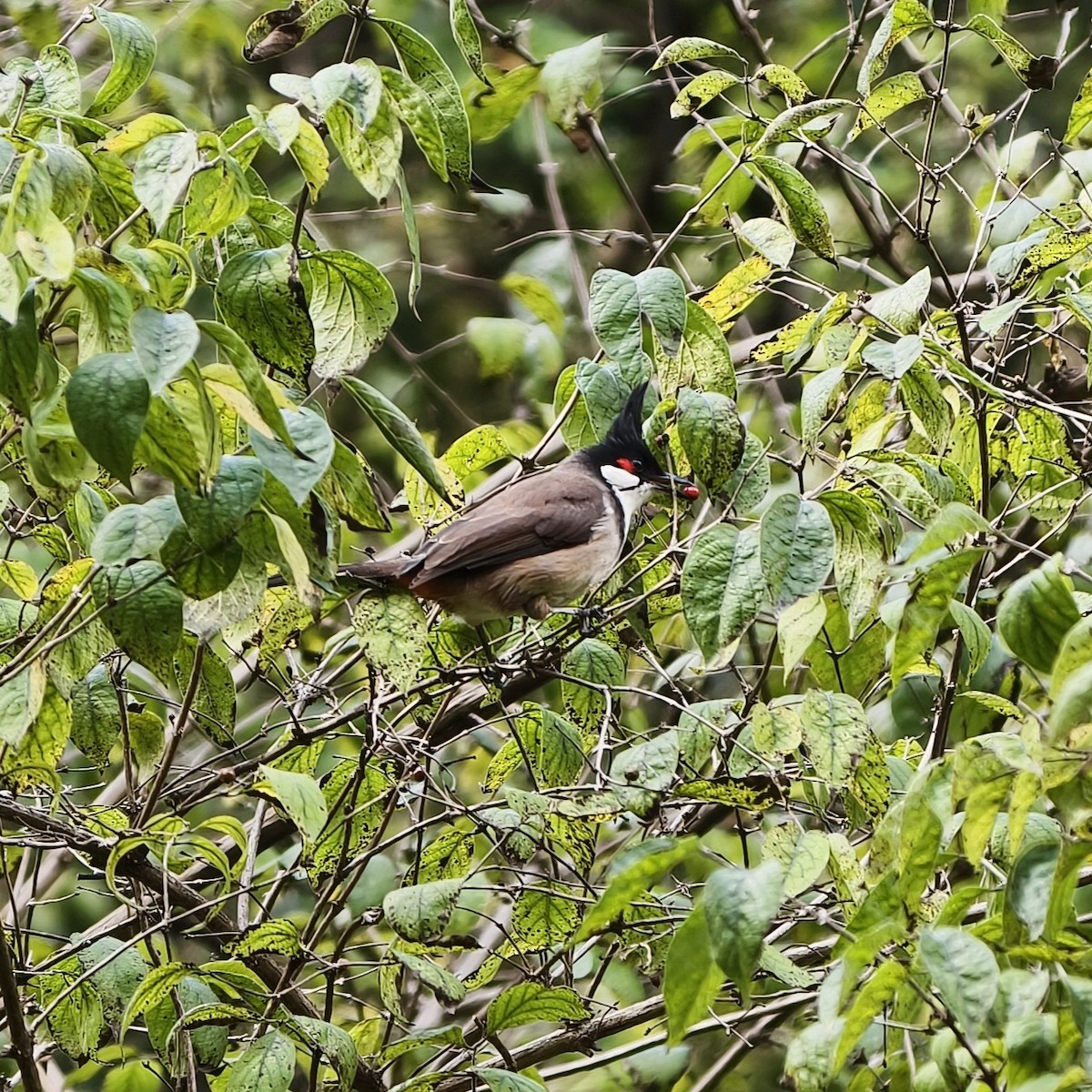 rødørebylbyl - ML644689292