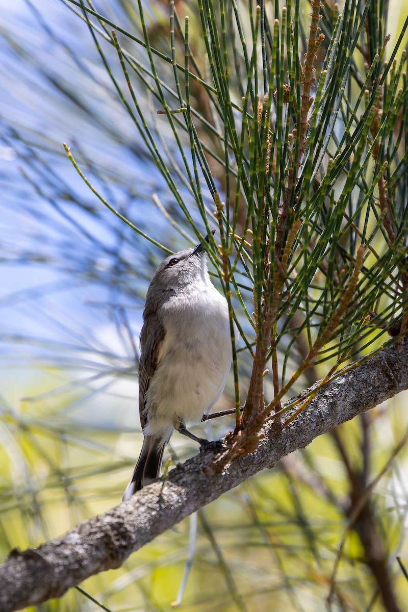 mangrovegerygone - ML644689294
