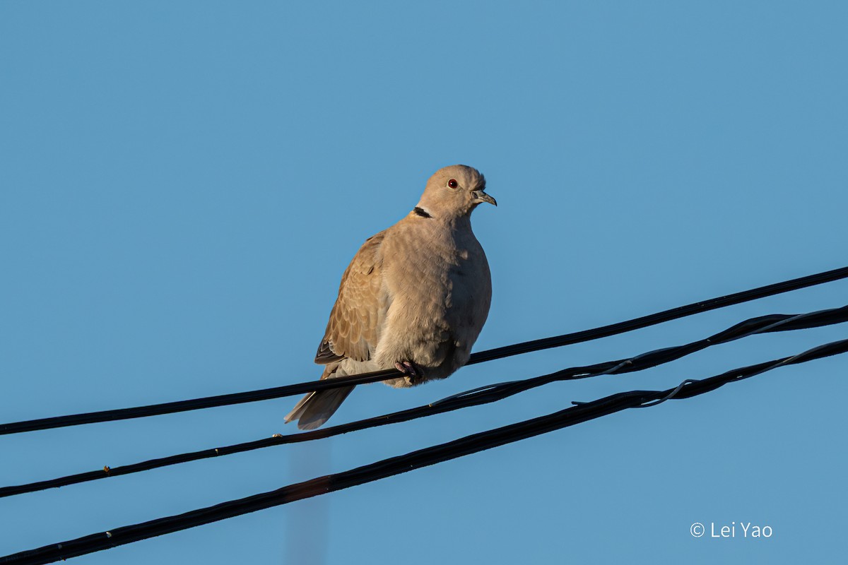 tyrkerdue - ML644689295