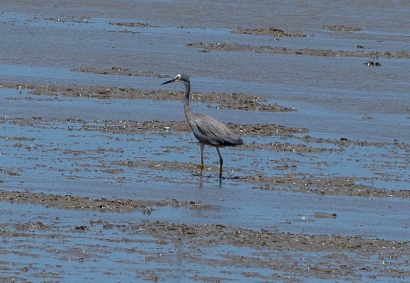 hvitmaskehegre - ML644689296