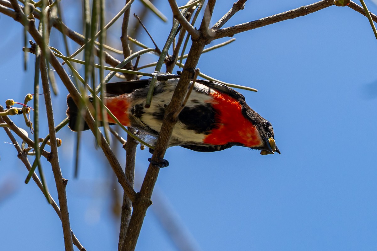 mistelteinfugl (hirundinaceum) - ML644689297