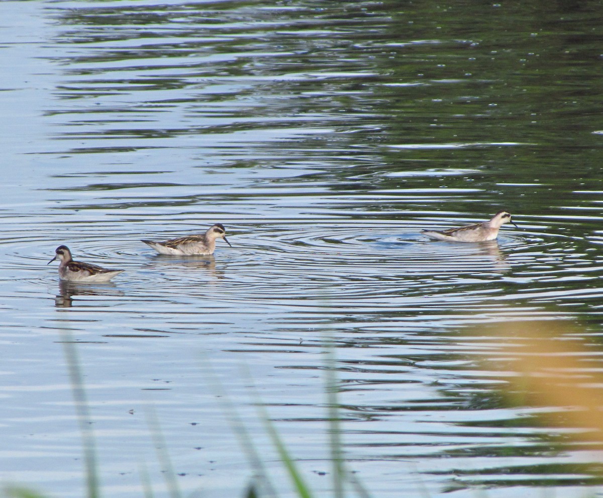 svømmesnipe - ML644689300