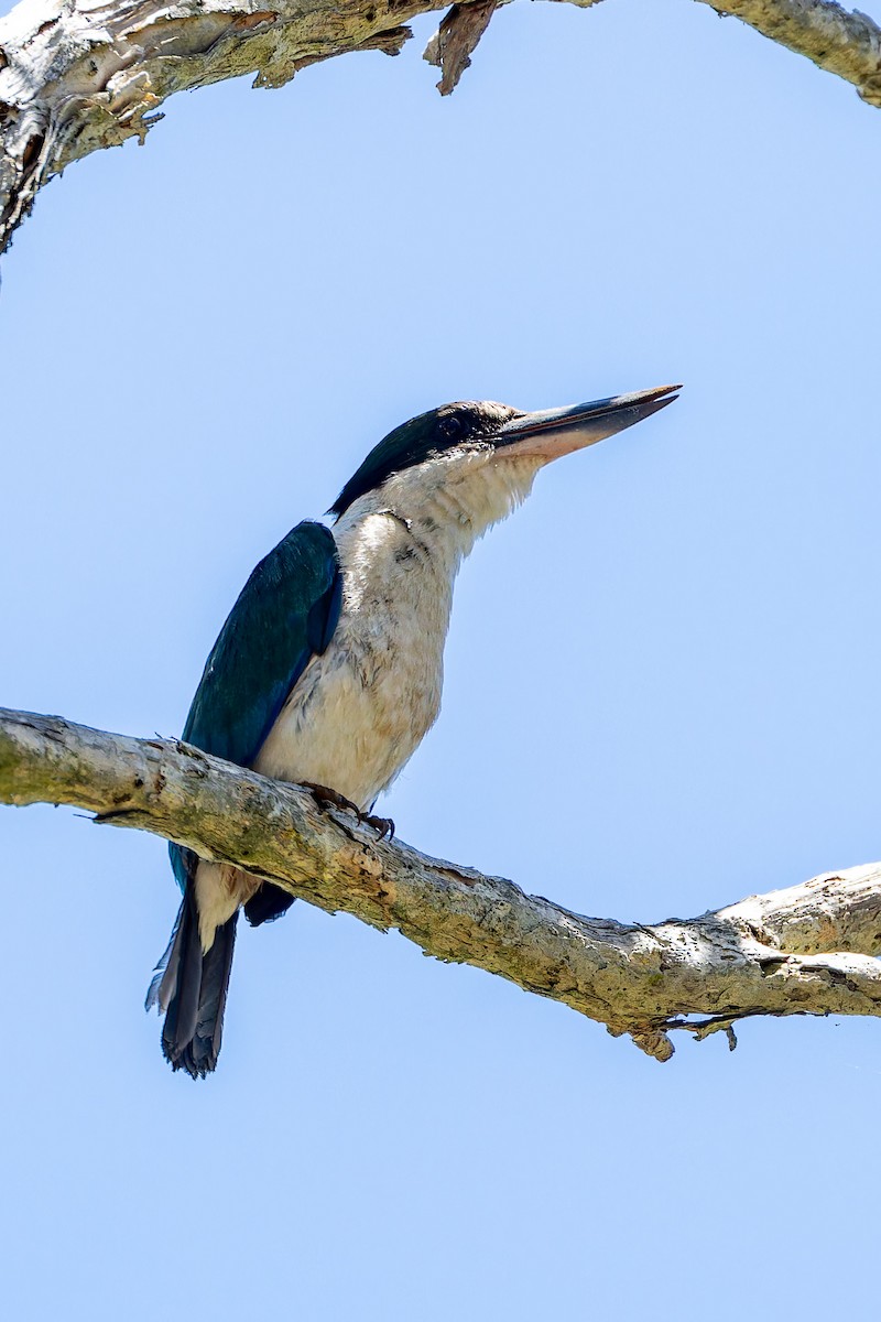 nefrittisfugl - ML644689301