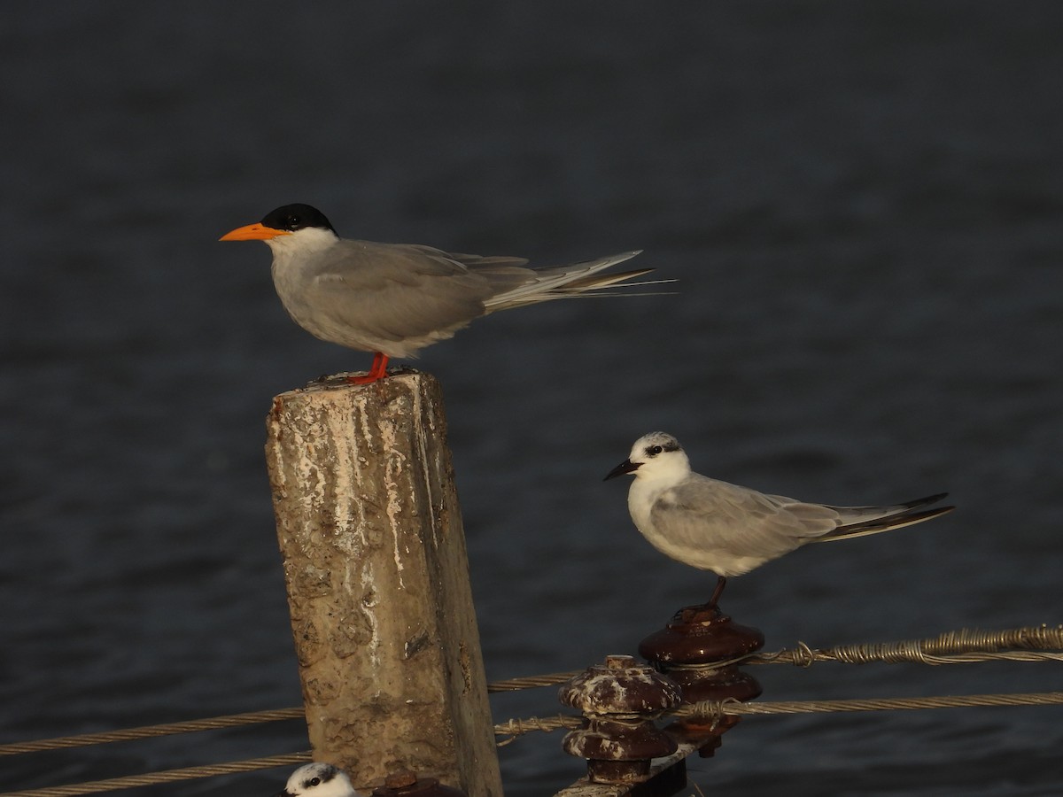 flodterne - ML644689306