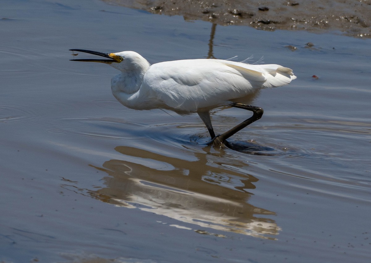 silkehegre - ML644689307