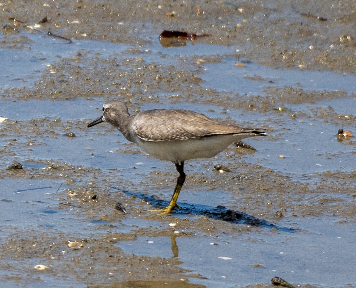 Gray-tailed Tattler - ML644689310