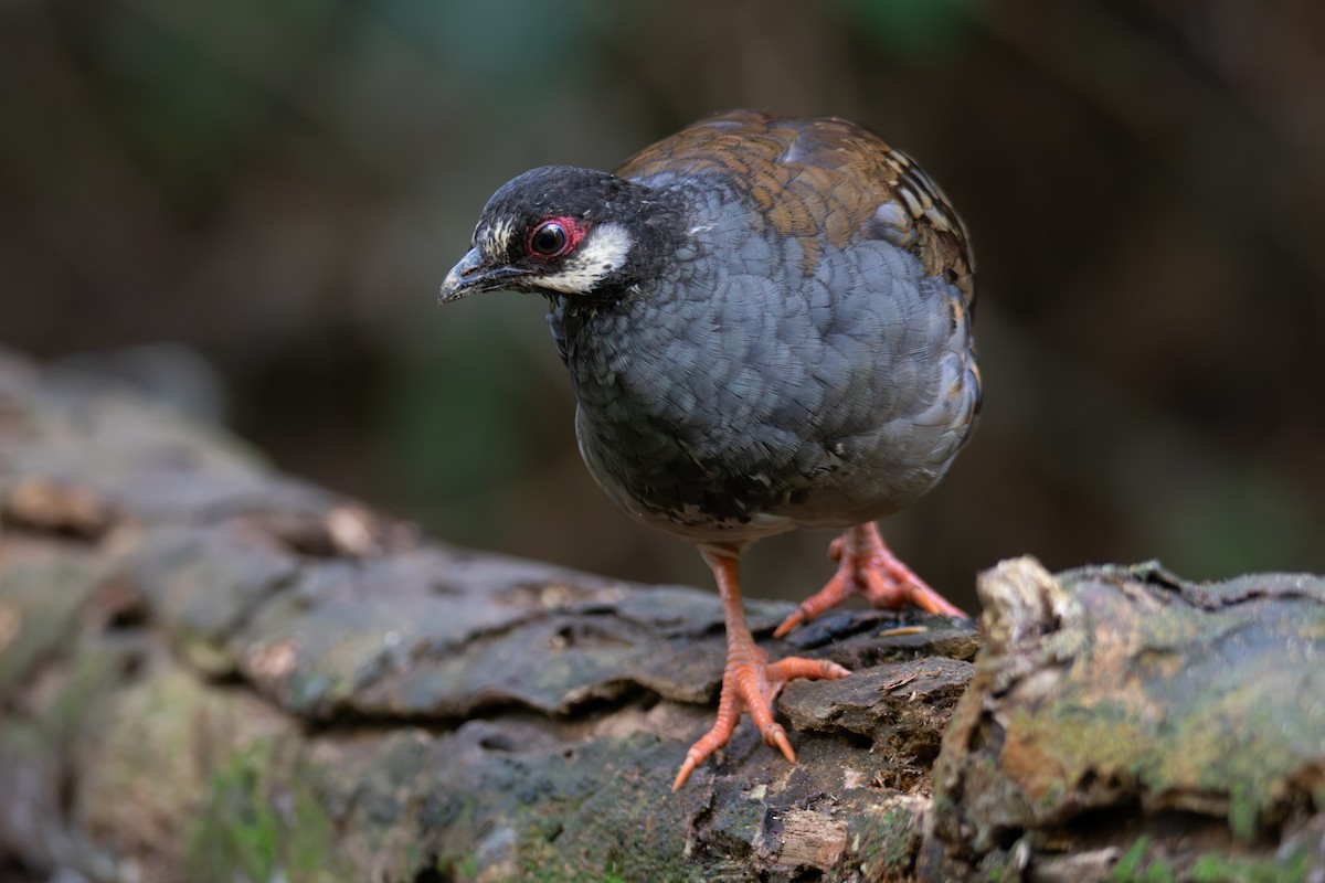 Malayan Partridge - ML644689313