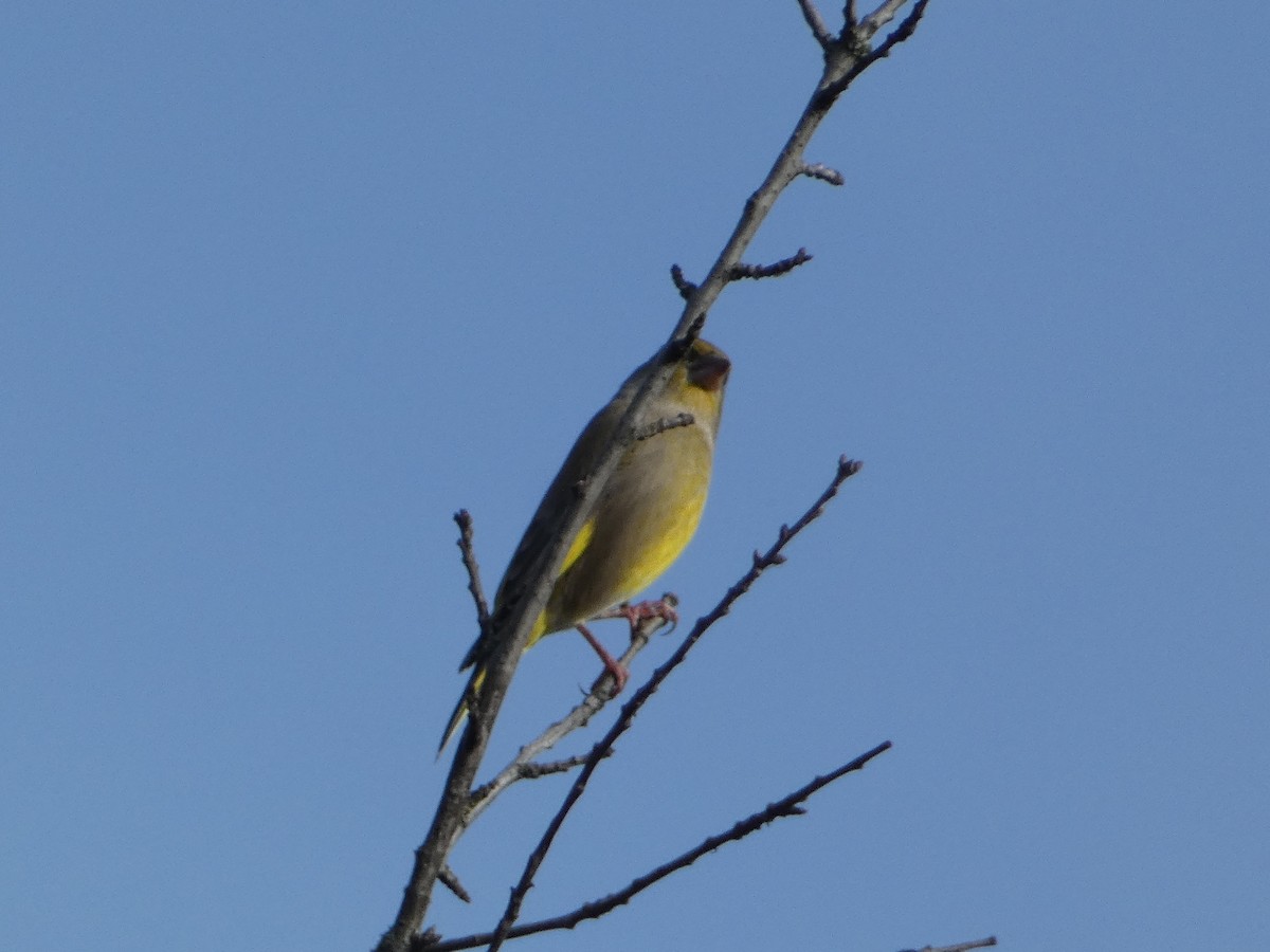 アオカワラヒワ - ML644689318