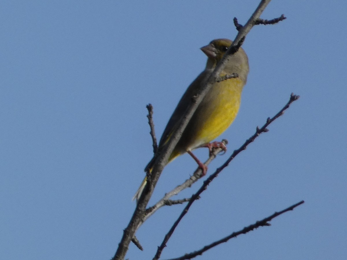 アオカワラヒワ - ML644689319