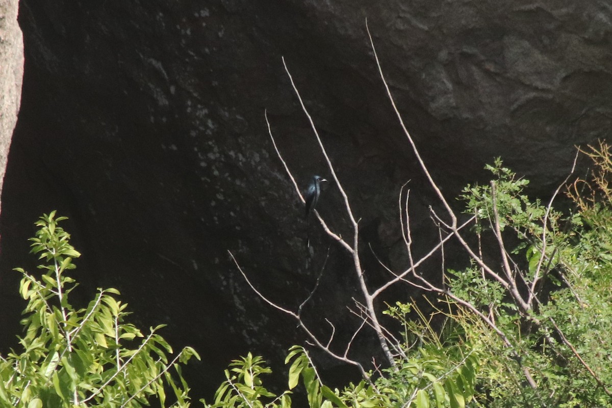 灰卷尾 - ML644689320