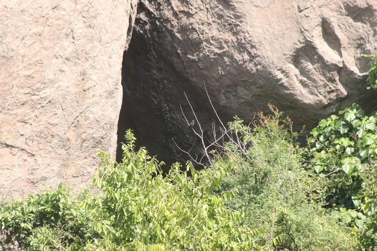 灰卷尾 - ML644689321