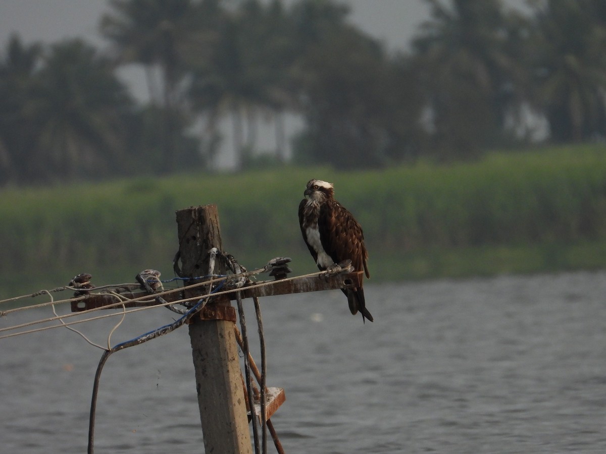 魚鷹 - ML644689323