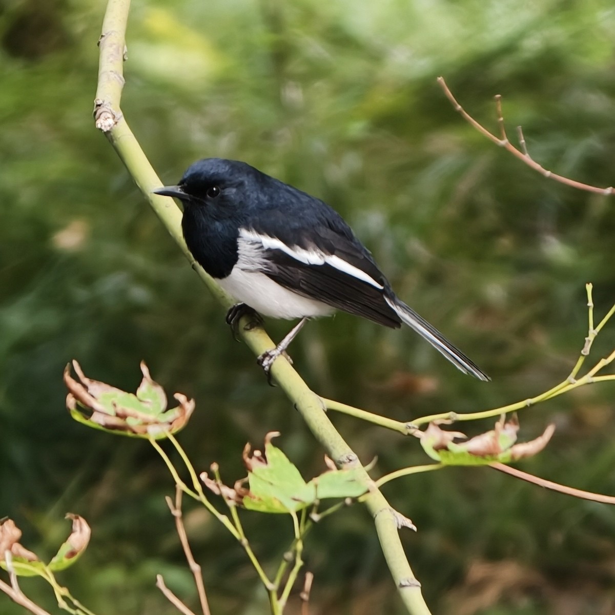 シキチョウ - ML644689324