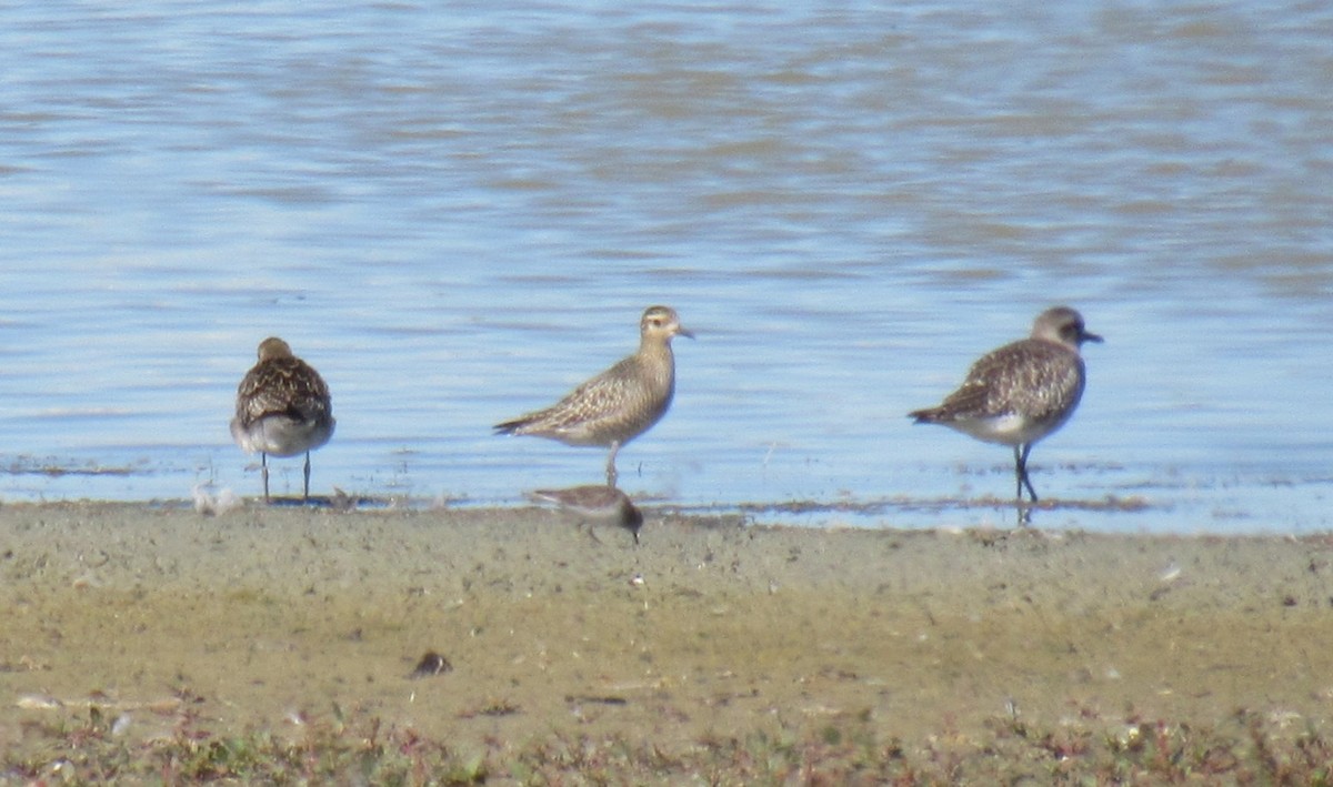 kulík pacifický - ML644689333