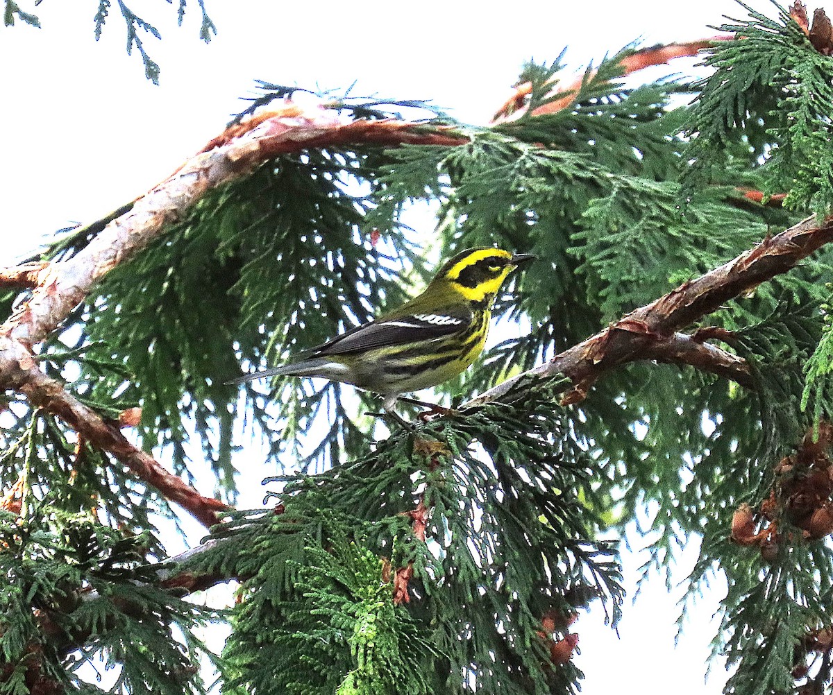 Townsend's Warbler - ML644689339
