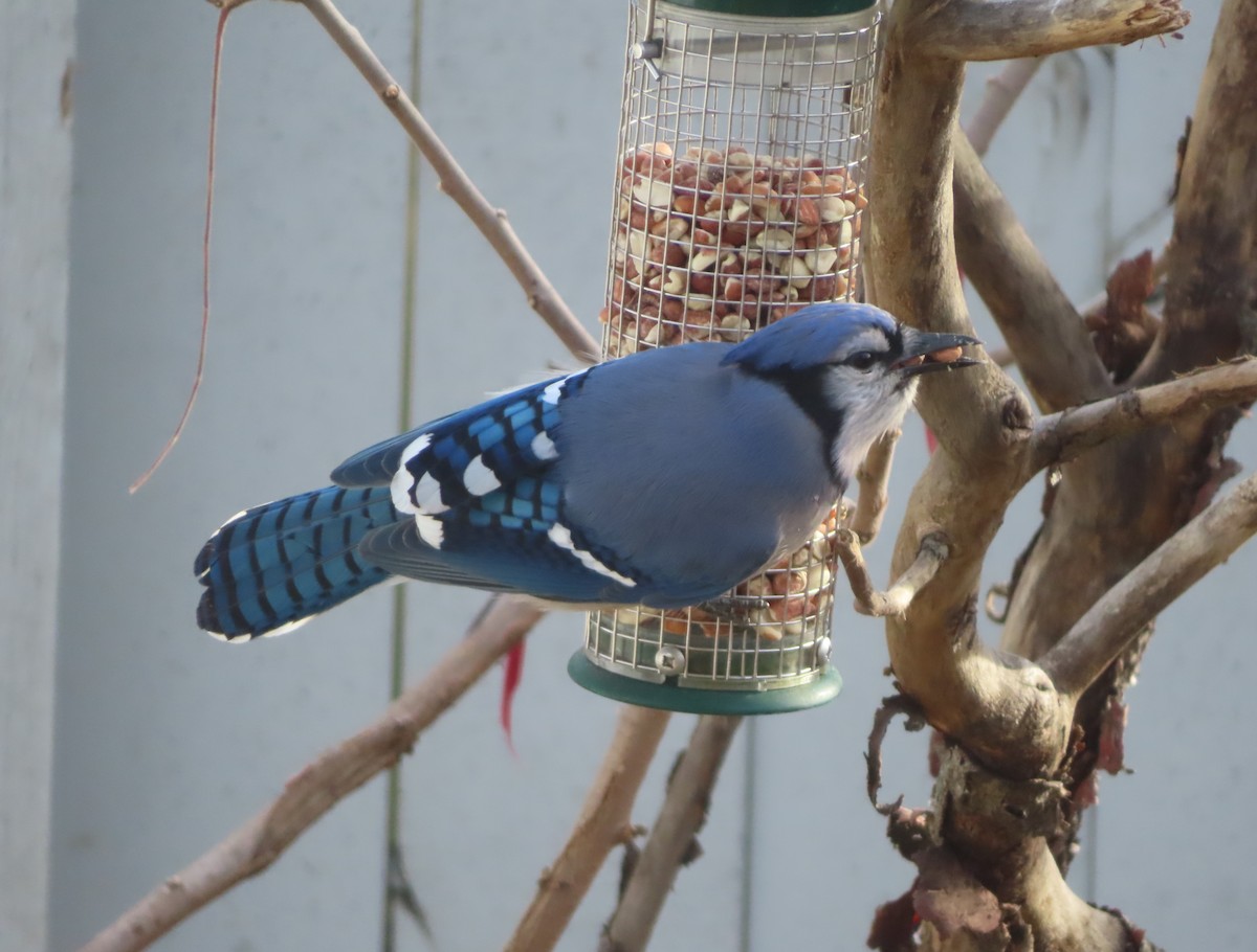 Сизойка блакитна - ML644689344