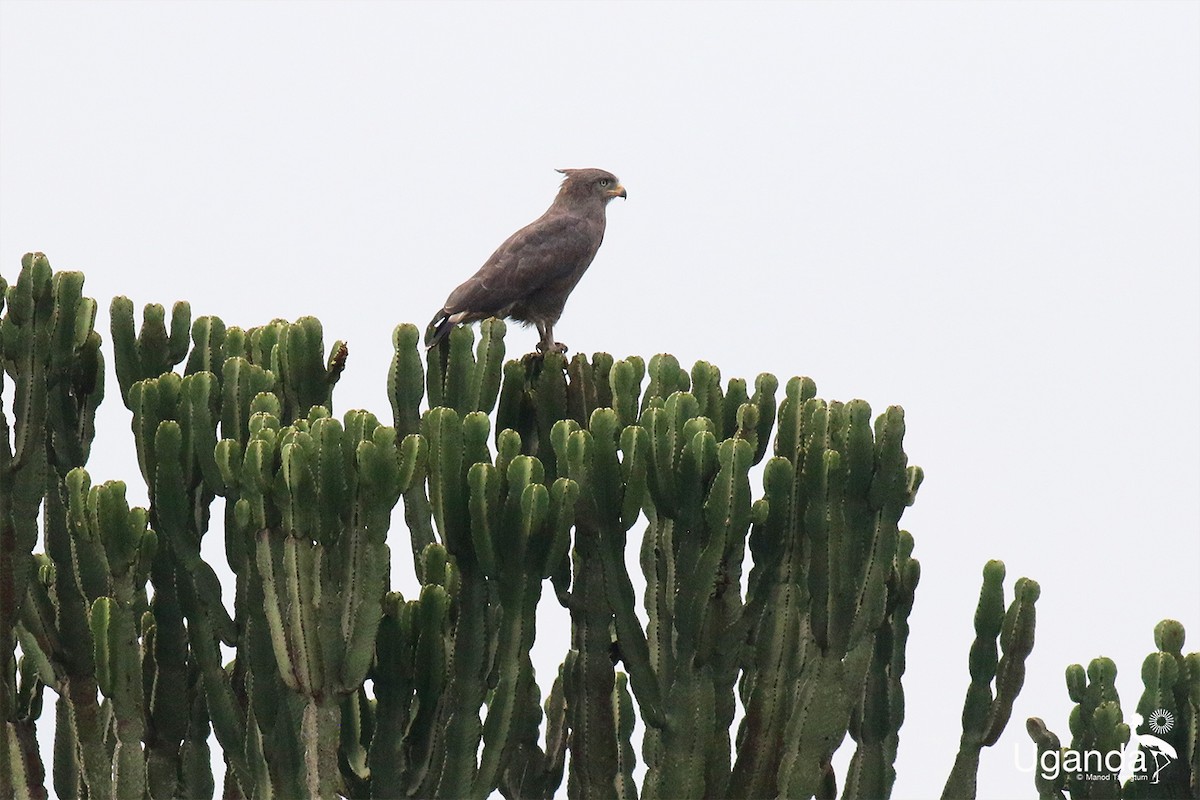 Culebrera Coliblanca - ML644689368