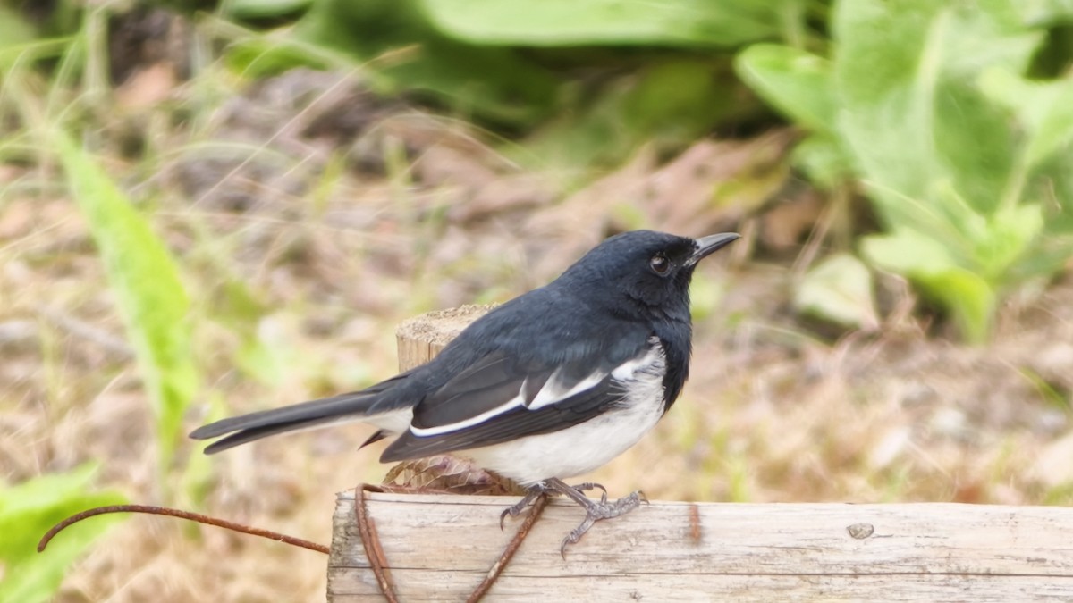 シキチョウ - ML644689369